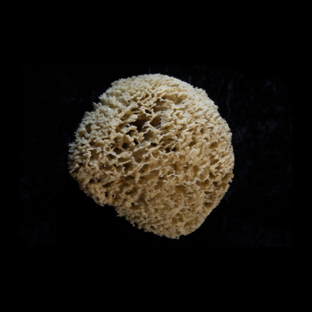 Natural sponge from basin in traveller's room. 